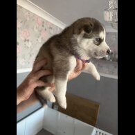 Siberian Husky - Both