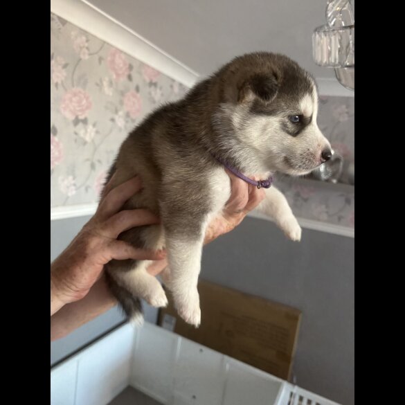 Siberian Husky - Both