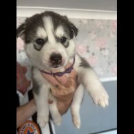 Siberian Husky - Both