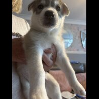 Siberian Husky - Both