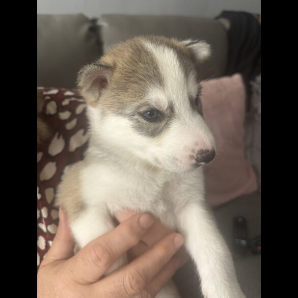 Siberian Husky - Both
