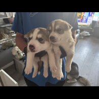 Siberian Husky - Both