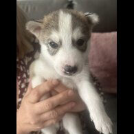 Siberian Husky - Both