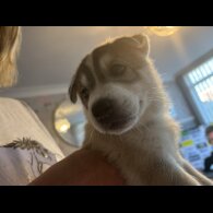 Siberian Husky - Both