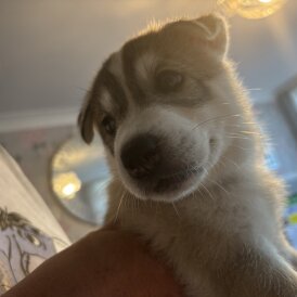 Siberian Husky - Both