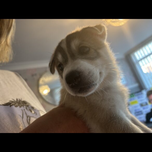 Siberian Husky - Both