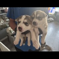 Siberian Husky - Both