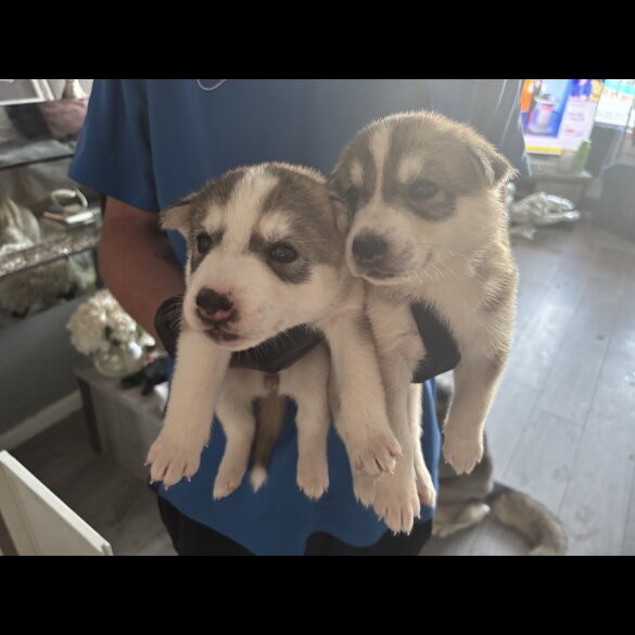 Siberian Husky - Both
