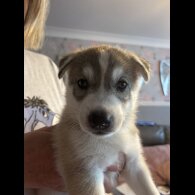 Siberian Husky - Both