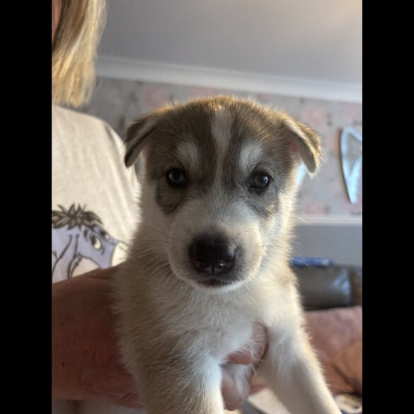 Siberian Husky - Both