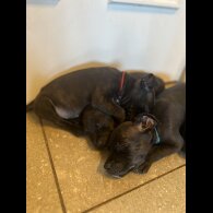 Staffordshire Bull Terrier - Bitches