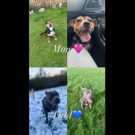 Staffordshire Bull Terrier - Bitches