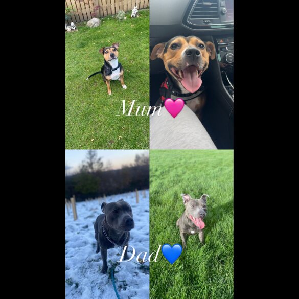 Staffordshire Bull Terrier - Bitches