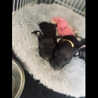 Staffordshire Bull Terrier - Bitches