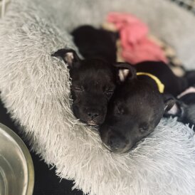 Staffordshire Bull Terrier - Bitches