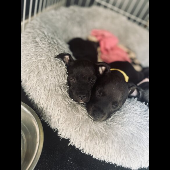 Staffordshire Bull Terrier - Bitches