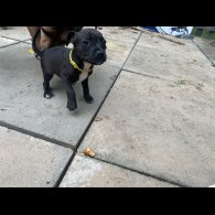 Staffordshire Bull Terrier - Bitches