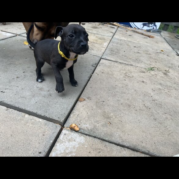 Staffordshire Bull Terrier - Bitches