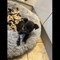 Staffordshire Bull Terrier - Bitches