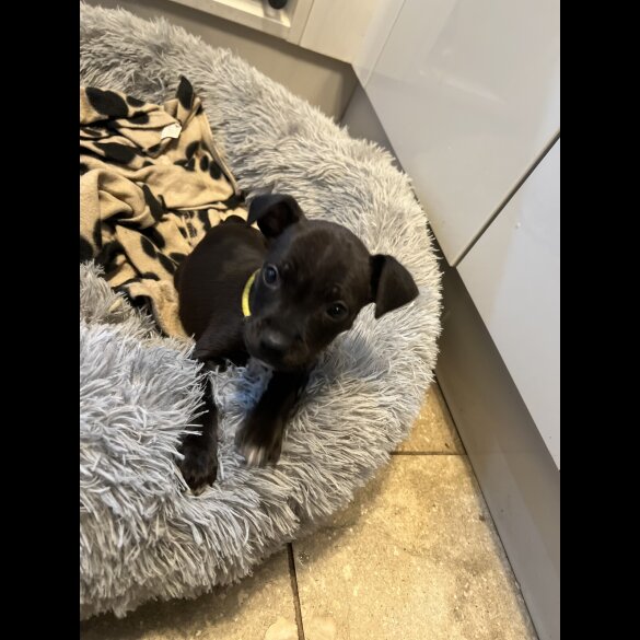 Staffordshire Bull Terrier - Bitches