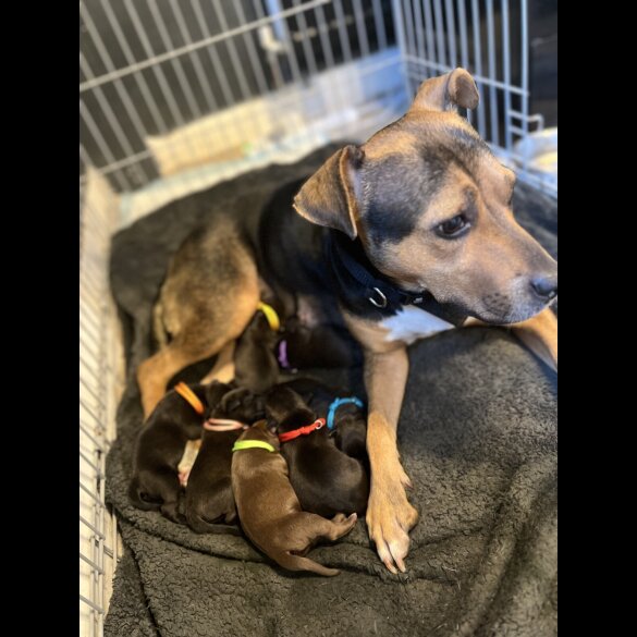 Staffordshire Bull Terrier - Bitches