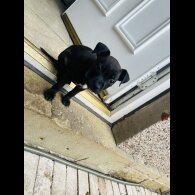 Staffordshire Bull Terrier - Bitches