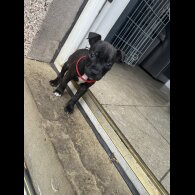 Staffordshire Bull Terrier - Bitches