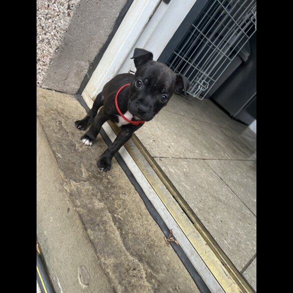 Staffordshire Bull Terrier - Bitches