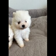 Pomeranian - Both