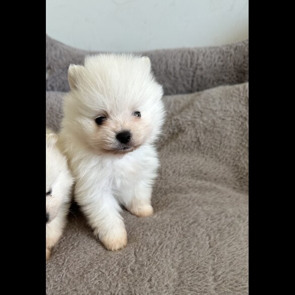 Pomeranian - Both