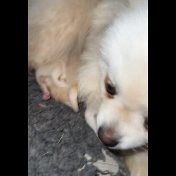 Pomeranian - Both