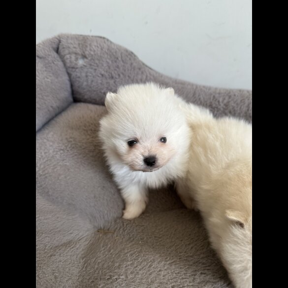 Pomeranian - Both