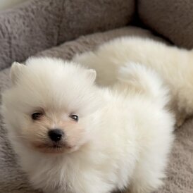 Pomeranian - Both