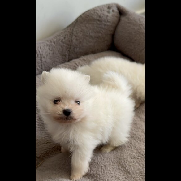 Pomeranian - Both