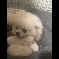 Pomeranian - Both