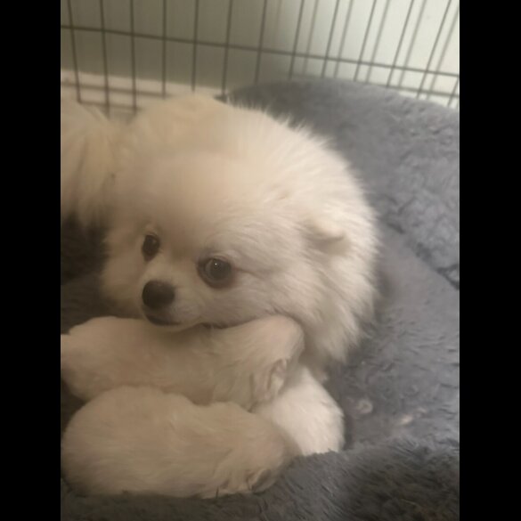 Pomeranian - Both