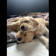 Golden Retriever - Bitches