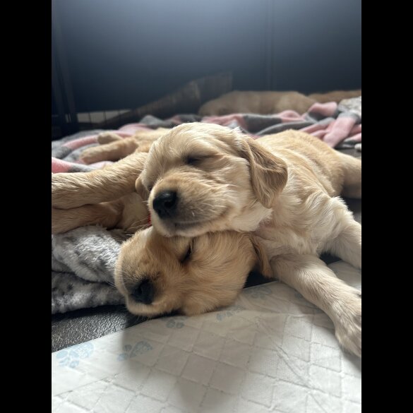 Golden Retriever - Bitches