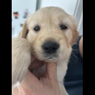 Golden Retriever - Bitches