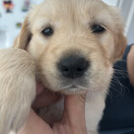 Golden Retriever - Bitches