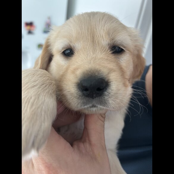 Golden Retriever - Bitches