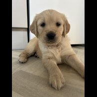 Golden Retriever - Bitches