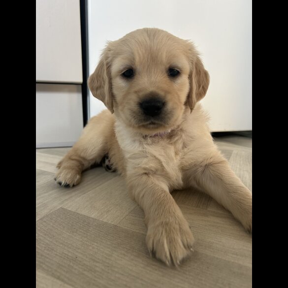 Golden Retriever - Bitches