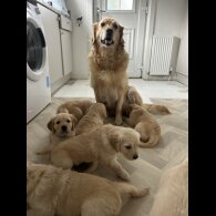 Golden Retriever - Bitches