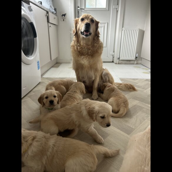 Golden Retriever - Bitches