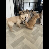 Golden Retriever - Bitches