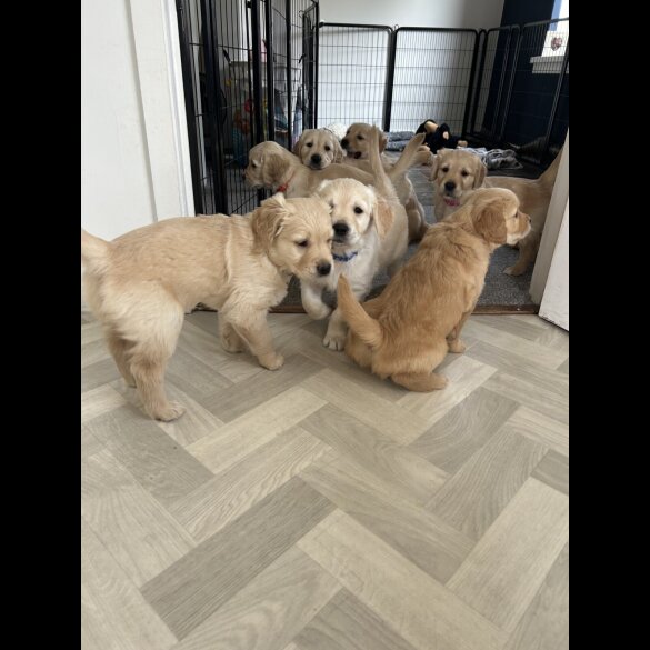 Golden Retriever - Bitches