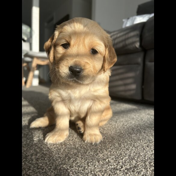 Golden Retriever - Bitches