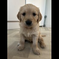 Golden Retriever - Bitches