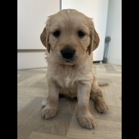 Golden Retriever - Bitches